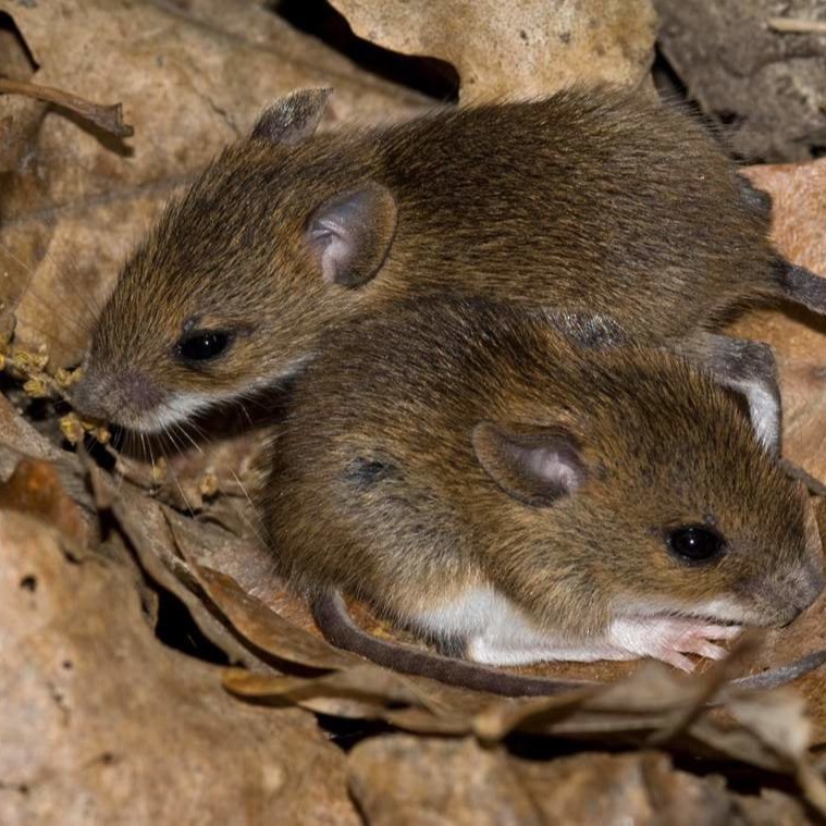 Уничтожения мышей в частном доме в Туле?