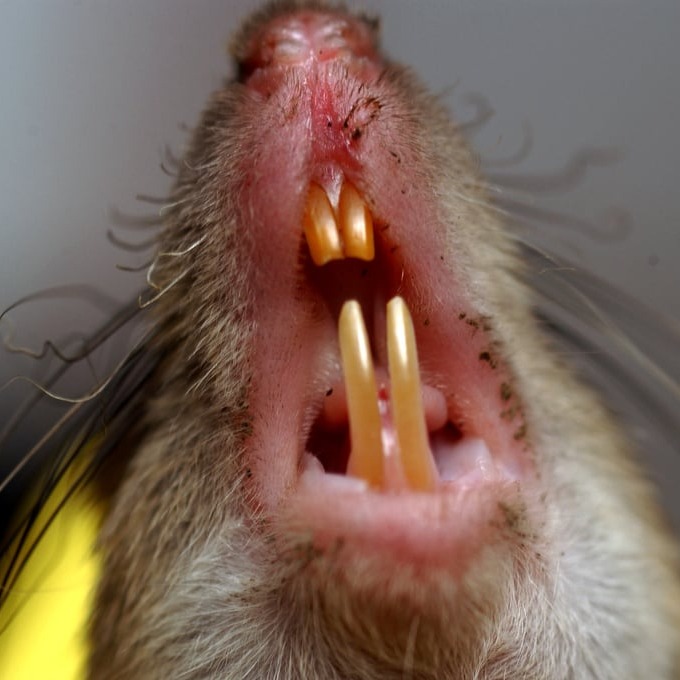 Дератизация крыс в Туле?